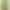Bright light buddy Frog