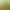 Miami Green
